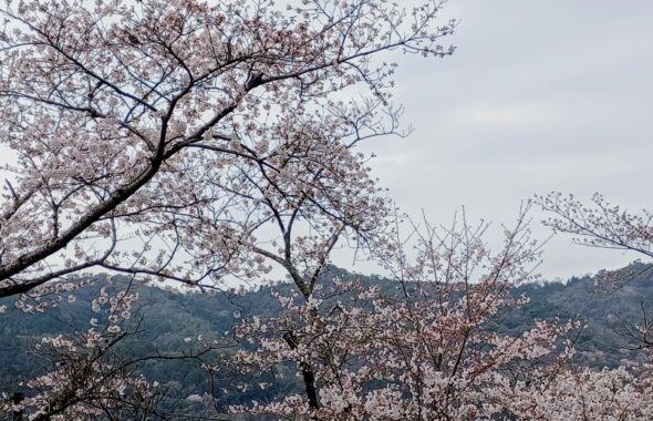 桜